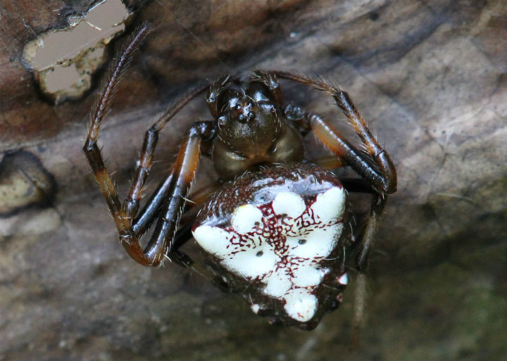 Arrowhead Orbweaver